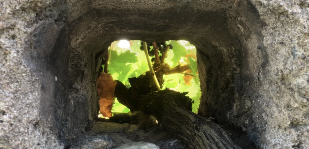 Masterclass : The culture of the vine "between the walls" Le Clos Cristal