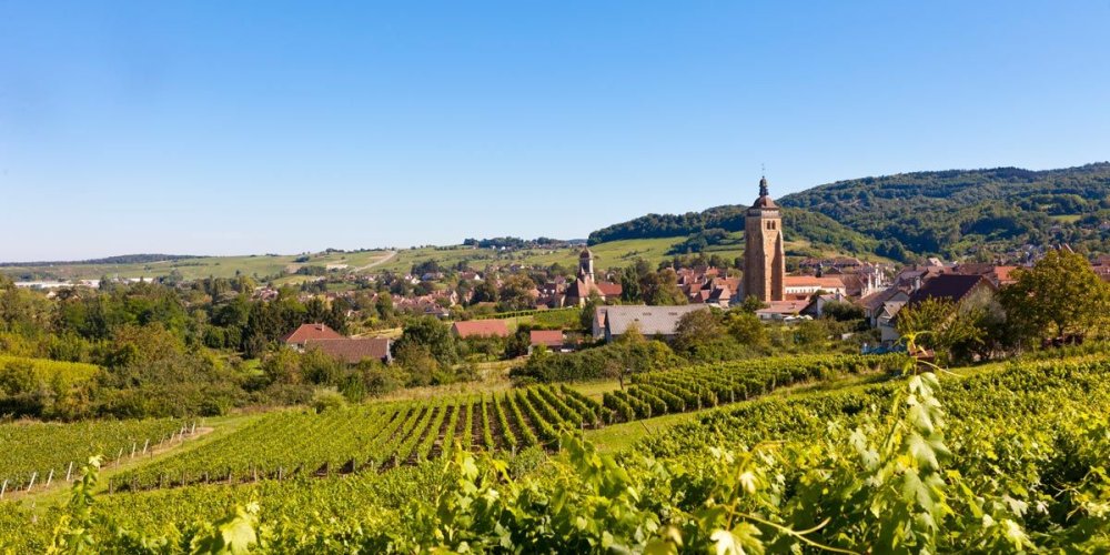 vignes The Fruiti&egrave;re Vinicole d'Arbois