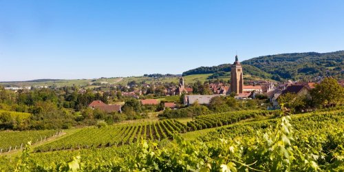 vignes The Fruitière Vinicole d'Arbois